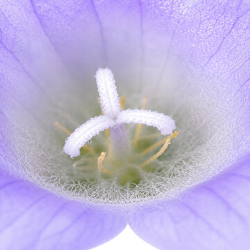 Extreme Macro View Inside Lavender Bellflower Bloom Revealing Pistil, Stamens and Delicate Floral Structure