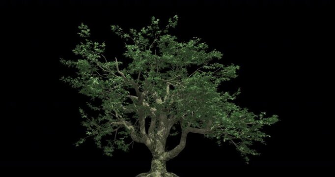 3d animated tree with alpha
