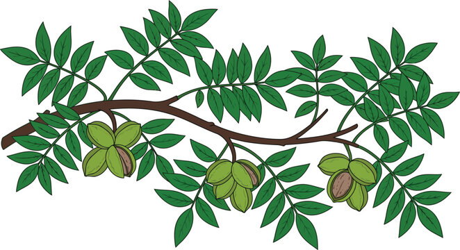 Pecan tree branch with green nuts and leaves a natural illustration for harvest and organic food concepts isolated on white