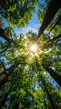 Sunlight through green forest canopy, low angle view of tall trees and bright sun star, lush summer woodland foliage against blue sky