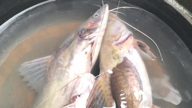 Freshly Caught Catfish Submerged in Water Ready for Market