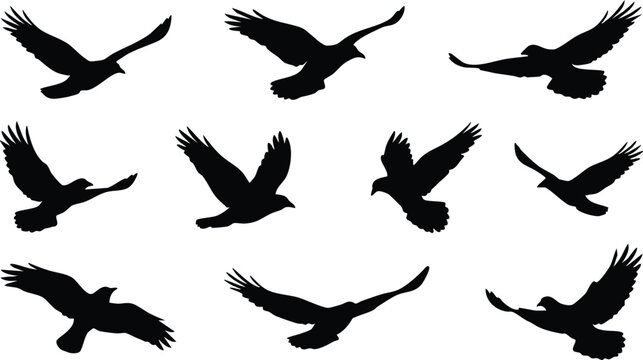 Collection of solid black bird silhouettes in flight showing diverse wing positions and angles isolated on a white background for