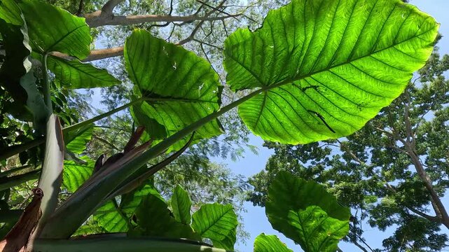 Low angle shot of the underside of large green elephant ear plant leaves with sunlight filtering through