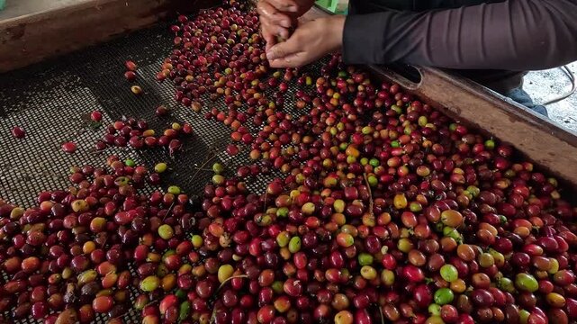 Detail shot of manual selection process as a worker removes unwanted beans from a ripe coffee batch