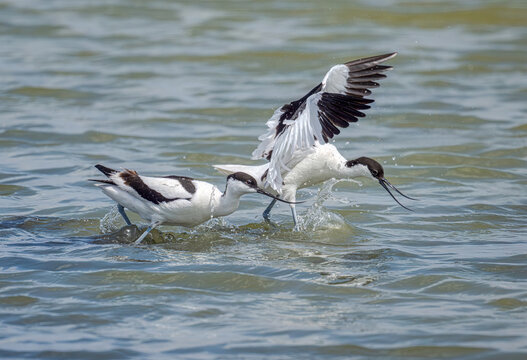 Two pied avocet birds, Recurvirostra avosetta, running after each other through water, springtime, Albufera, Mallorca, Spain   