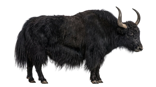 Full body side view profile of a large adult domestic black yak standing isolated on a white background captured in a professional studio setting