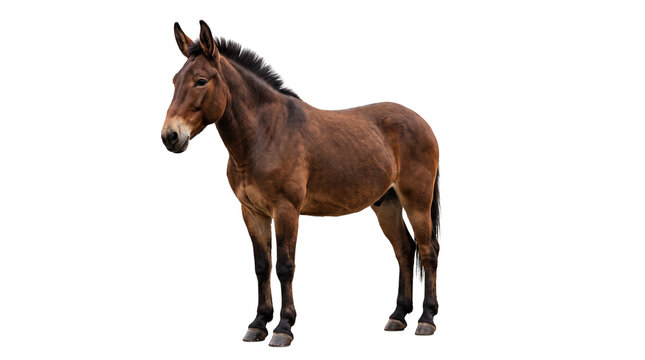 Brown mule standing isolated on white background, full length side profile of domestic beast of burden, farm animal cutout portrait