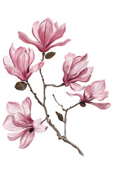 Hand drawn illustration of a pink magnolia flower branch isolated on white background. © OZLEM