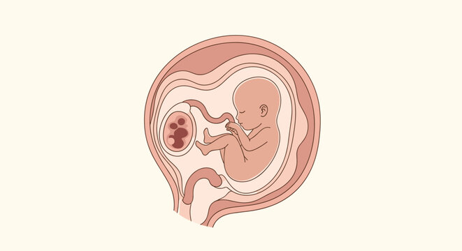 Educational medical diagram of a human fetus developing inside the womb with the umbilical cord and placenta shown clearly.