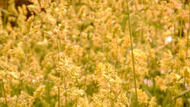 Dactylis glomerata, cock&rsquo;s foot, orchard grass, or cat grass. The perennial forage grass from the Poaceae family, Warm autumn sunlight bathes blurring the plant, creating a soft, atmospheric mood.  