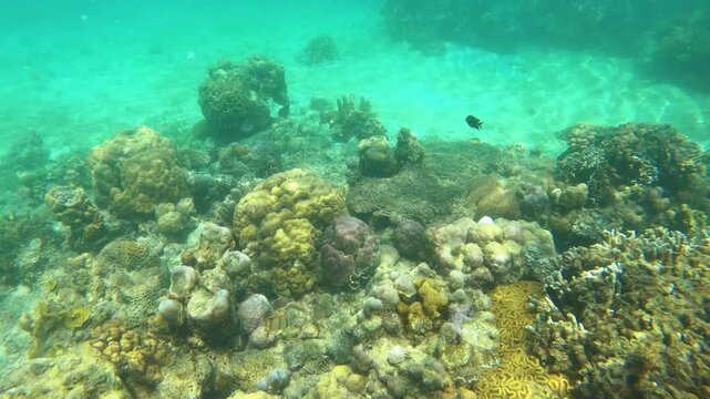 close up view to two Copperband butterflyfish swimming along the bottom of sea and ocean of green finger branching Staghorn various corals with sunlight hue ray shine at Siete Pecados Marine Park Coro