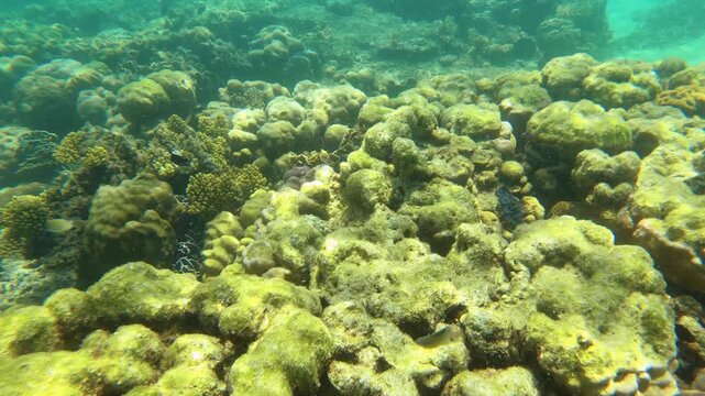 swimming along the bottom of sea and ocean of green finger branching Staghorn various corals with sunlight hue ray shine at Siete Pecados Marine Park Coron Philippines