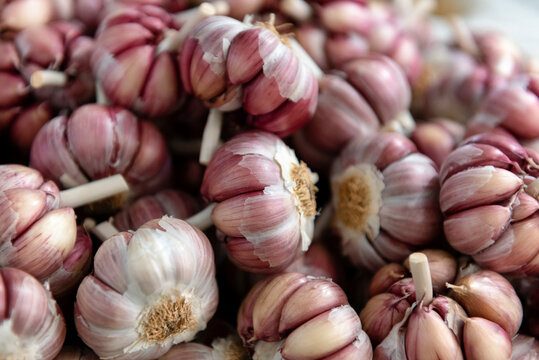 Purple garlic, alho roxo