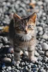 a little grey kitten on pebbles © Tomasz
