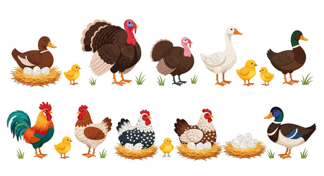 Farm animals, chickens, turkeys, ducks, vector illustrations, farmyard creatures, poultry set