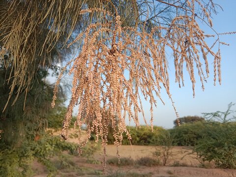 Fresh Tamarix aphylla flowers blooming on delicate branches against a clear blue sky, showcasing the natural beauty of the Athel tamarisk tree in bright daylight with fine botanical detail.