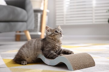 Adorable kitten with cardboard cat scratcher on floor at home