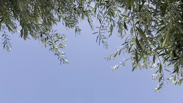 The olive (Olea europaea, "European olive") is a species of subtropical evergreen tree in the family Oleaceae. Las Vegas Boulevard, Clark County, Nevada. Basin and Range Province, Mojave Desert.
