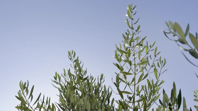 The olive (Olea europaea, "European olive") is a species of subtropical evergreen tree in the family Oleaceae. Las Vegas Boulevard, Clark County, Nevada. Basin and Range Province, Mojave Desert.