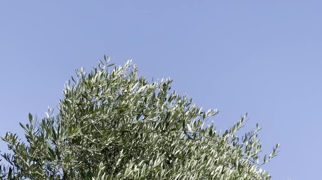 The olive (Olea europaea, "European olive") is a species of subtropical evergreen tree in the family Oleaceae. Las Vegas Boulevard, Clark County, Nevada. Basin and Range Province, Mojave Desert.