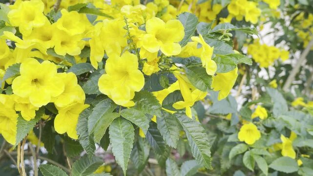 Tecoma stans, flowering perennial shrub in the trumpet vine family, Bignoniaceae. yellow trumpetbush. Las Vegas Strip, Clark County, Nevada. Basin and Range Province, Mojave Desert. Caesars Palace