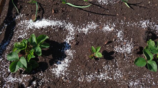 White fertilizer mineral granules scattered around young green strawberry seedlings. Rich topsoil, sunny outdoor. Soil infused fertilizers supports plant development. Garden area, fertilized plants