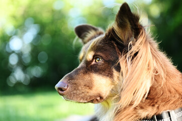 A close-up side profile portrait of a beautiful brown and tan Australian Shepherd–type dog with expressive amber eyes and long feathered ears © Mikhail Olykainen