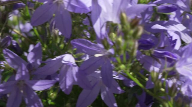 Bee flowers purple, honey bee landing on bellflower blossoms in a garden capturing nature essence and summer time beauty