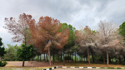 Pine bark beetles, increasingly common in the Mediterranean, are killing massive pine trees along city streets in just a single year. © cilicia