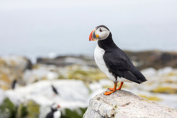 Fototapeta premium Atlantic puffin on Machias Seal Island. 