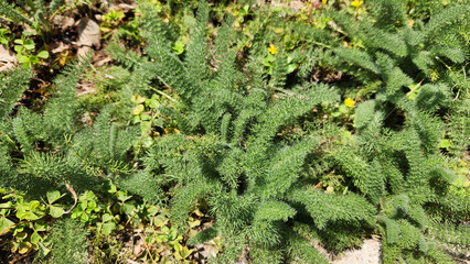 Yarrow (Achillea millefolium) features soft, aromatic, fern-like bright green foliage, making it a popular ornamental herb for naturalizing landscapes. © cilicia