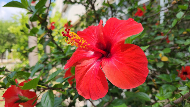 A vibrant red Hibiscus rosa-sinensis in full bloom, featuring funnel-shaped petals and a prominent staminal column covered in yellow pollen.