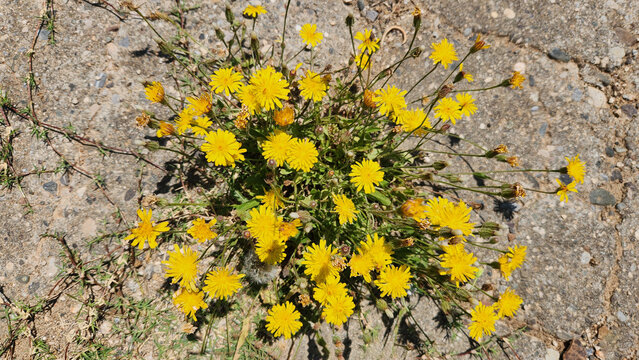 A yellow wildflower sprouts between the concrete sidewalk stones in the city, acting as a beautiful reminder of nature's resilience.