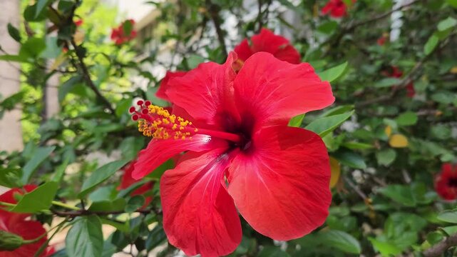 A vibrant red Hibiscus rosa-sinensis in full bloom, featuring funnel-shaped petals and a prominent staminal column covered in yellow pollen.