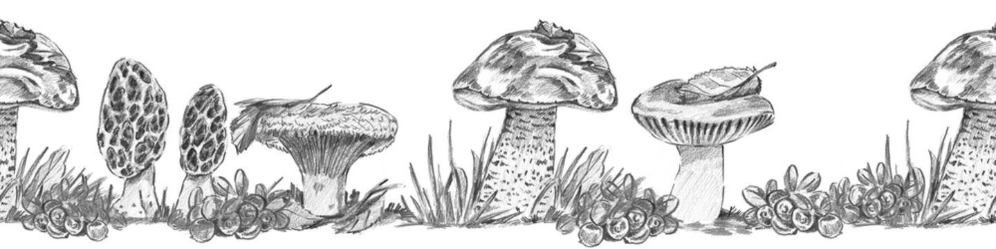Horizontal seamless border with morels, milk cap, russula, aspen bolete, and cranberry clusters. Ideal for foraging guide headers, botanical wallpapers, and woodland decor borders.
