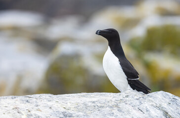 Fototapeta premium Razorbill on Machias Seal Island