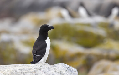 Obraz premium Razorbill on Machias Seal Island
