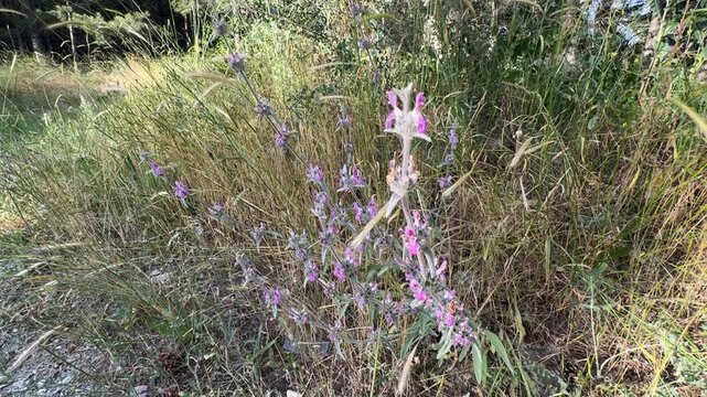 Close-up of Stachys cretica purple flowers. Stachys is a genus of plants, one of the largest in the mint family Lamiaceae.