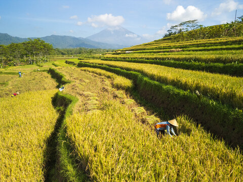 Magelang Regency, Central Java, Indonesia - 16 December 2023: Aerial view of rice terraces with a farmer harvesting crops under a clear sky and a distant volcano.
