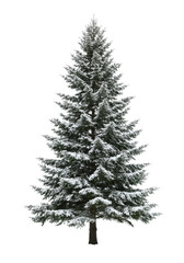Fototapeta premium a majestic, photorealistic scots pine tree covered in fine powder snow, showcasing rugged bark texture, standing on a transparent studio background with ample copy space. luxury holiday branding