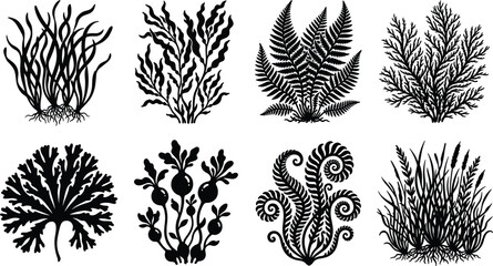 Black Silhouette Vector Set of Decorative Botanical Plants, Seaweeds, and Ferns with Detailed Organic Shapes for Nature Design © Creative Stoker