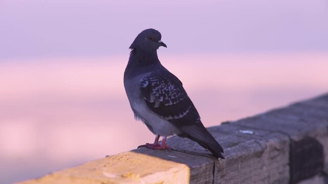 Pigeon perches calmly on weathered wooden railing. Soft pink sunset bathes scene in gentle light. Bird flaps wings slightly, then stands still. Ideal for travel, urban, or nature-themed projects