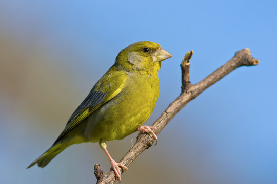 European greenfinch (Chloris chloris) bird perched on a branch against a clear blue sky. Bright wildlife portrait perfect for birdwatching themes.
