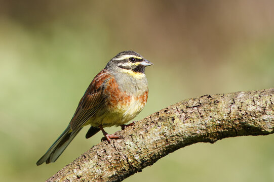 Male Cirl Bunting Perched on Textured Branch
A close-up shot of a male cirl bunting bird perching on a thick tree branch against a soft green background.
