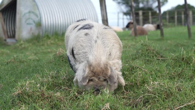 Large Black and White Kunekune Pig in Paddock Eating Grass 