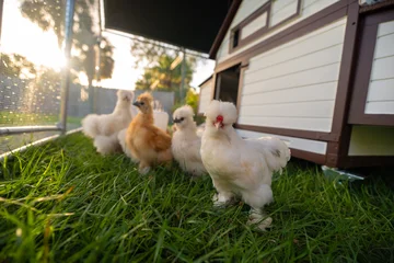 Silkie chicks in free range chicken coop. Poultry hen house with green grass in backyard garden © bilanol