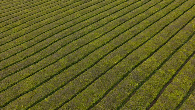 Maia, Acores, Portugal - 25 June 2026: Aerial view of Gorreana Tea Plantation with its characteristic parallel rows of tea bushes creating a rhythmic pattern across the landscape.