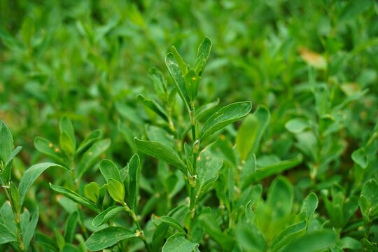 Dense Green Texture of Common Knotgrass Polygonum Aviculare Growing in Summer Garden