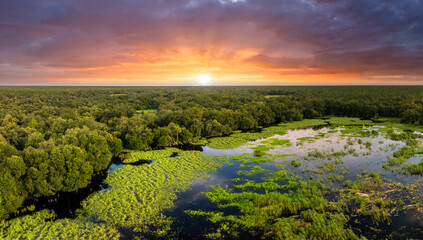 Obraz premium Florida wetlands with water between green wild vegetation. Tropical ecosystem at sunset