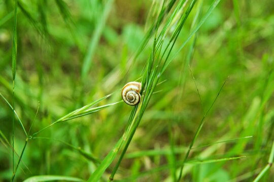 Close-up of a small garden snail with a spiral shell resting on a green grass stem in a meadow